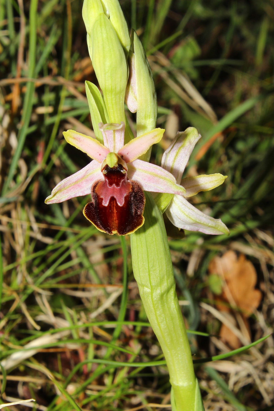 Ophrys arachnitiformis a confronto